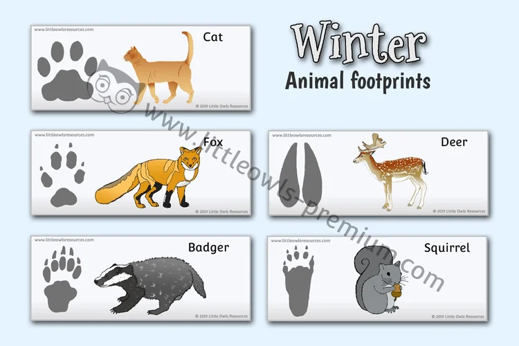 Which Animal Made That Footprint? Cards — resource cover