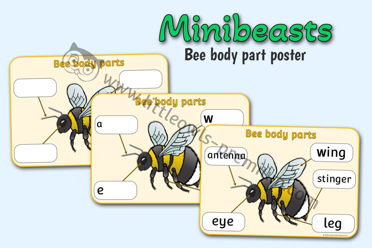 BEE BODY PARTS - POSTER & WRITING SHEETS 