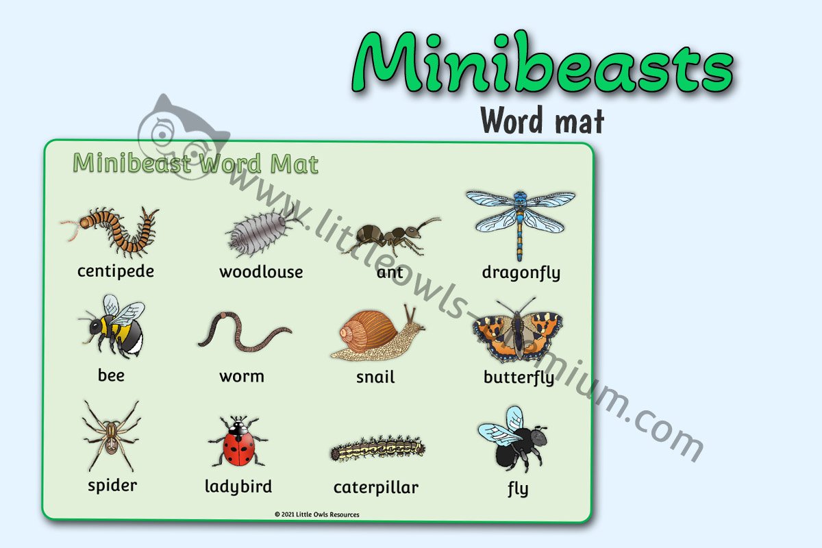 MINI BEASTS Early years teaching resources on CD  EYFS minibeasts childminder 