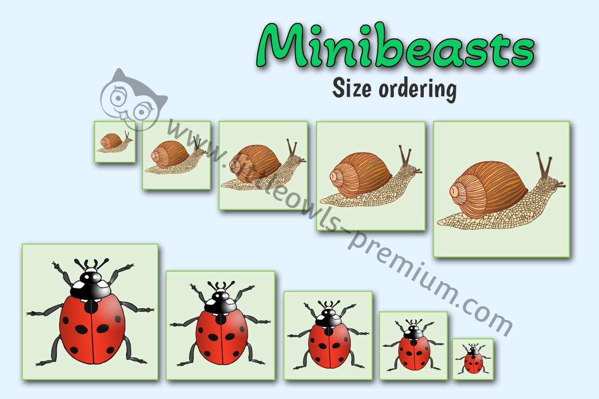 MINIBEASTS SIZE ORDERING CARDS