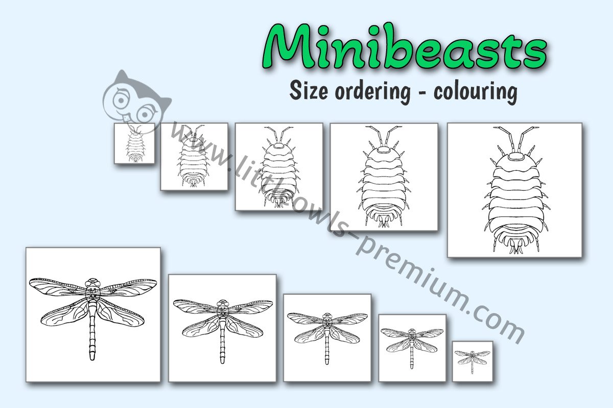 MINIBEASTS SIZE ORDERING CARDS - COLOURING