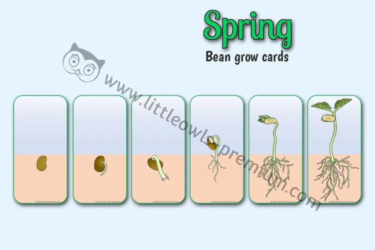 Growing Bean Sequencing Cards — resource cover
