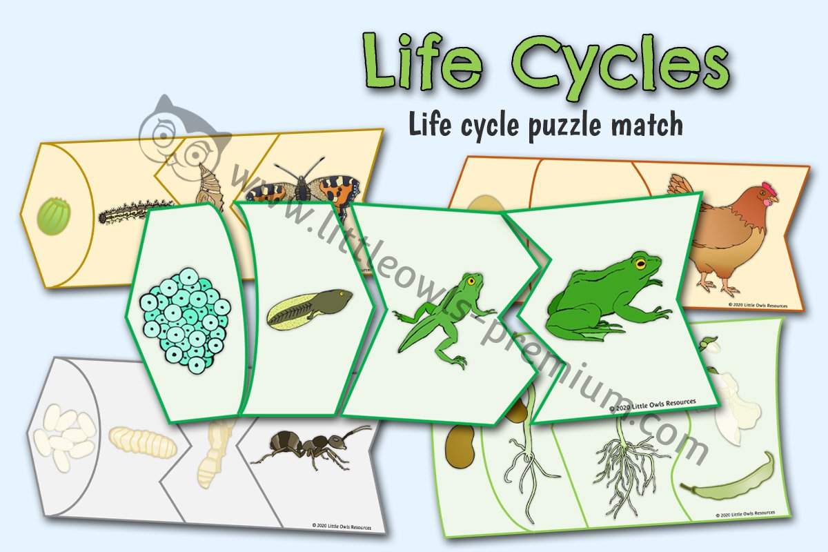 ENDLESS LIFE CYCLE PUZZLES (Demonstrate Cyclic Pattern)