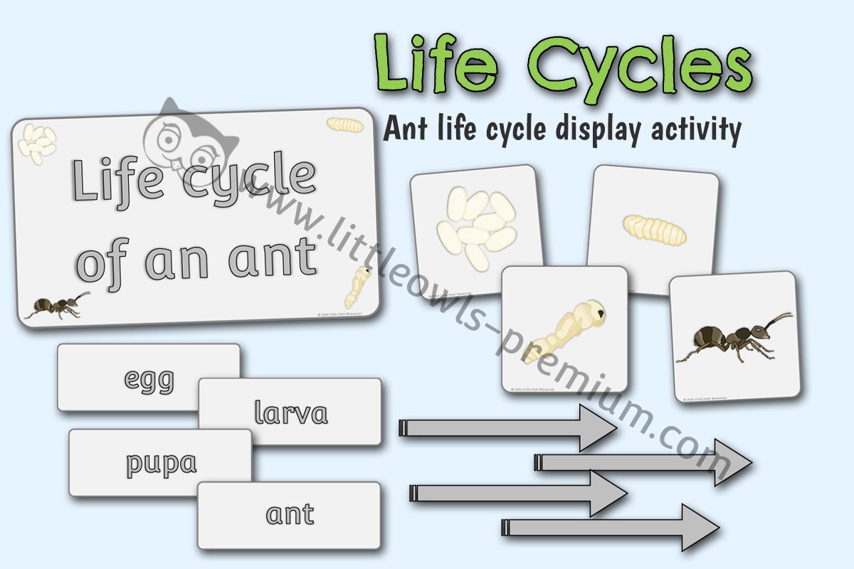 ANT LIFE CYCLE DISPLAY/ACTIVITY VISUALS