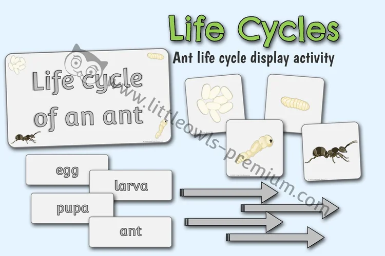 Ant Life Cycle — Display & Activity Visuals — resource cover
