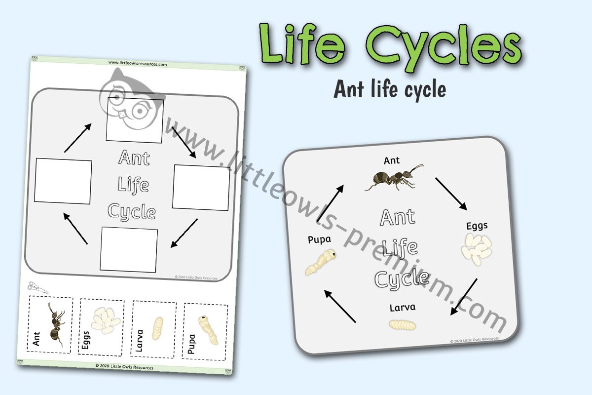 ANT LIFE CYCLE POSTER AND ACTIVITY