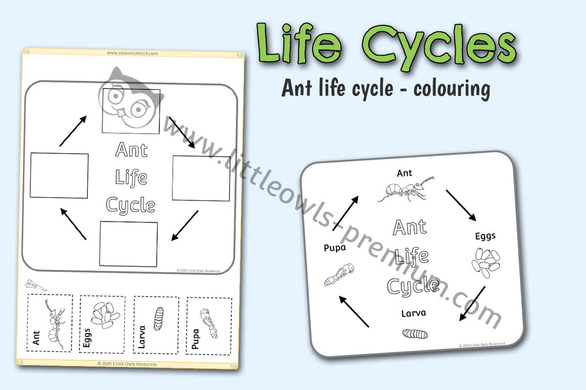 ANT LIFE CYCLE COLOURING POSTER AND ACTIVITY