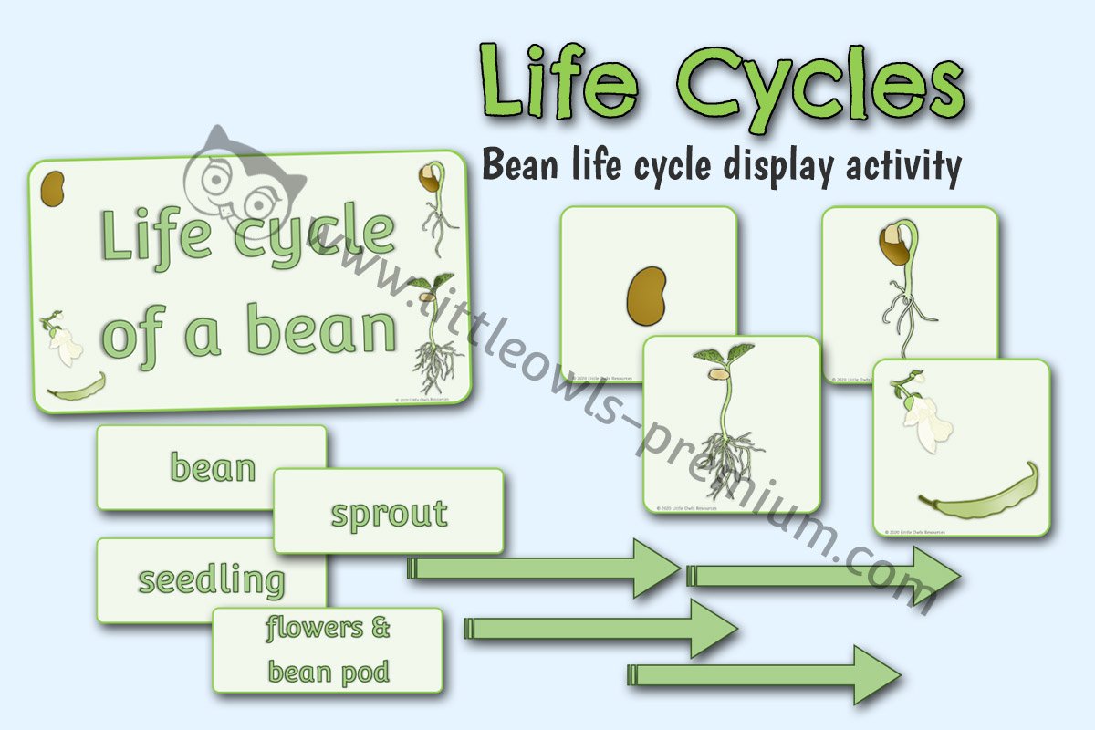 BEAN LIFE CYCLE DISPLAY/ACTIVITY VISUALS