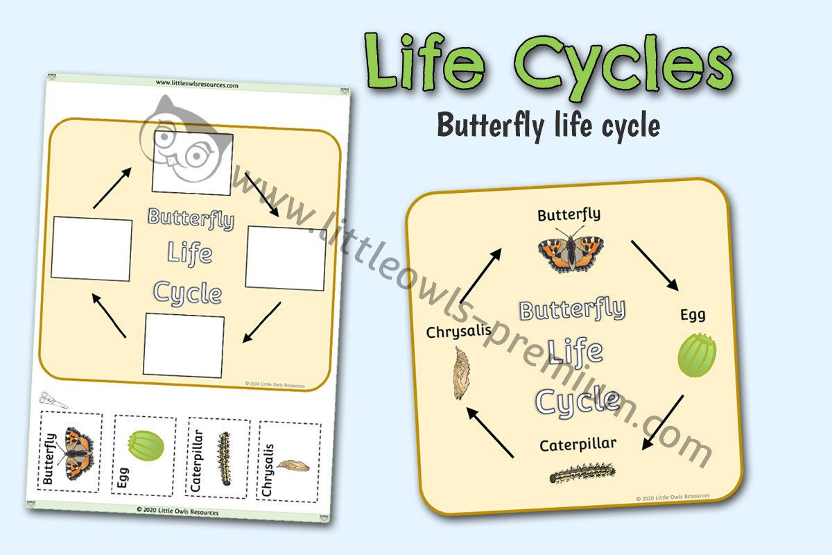 BUTTERFLY LIFE CYCLE POSTER AND ACTIVITY