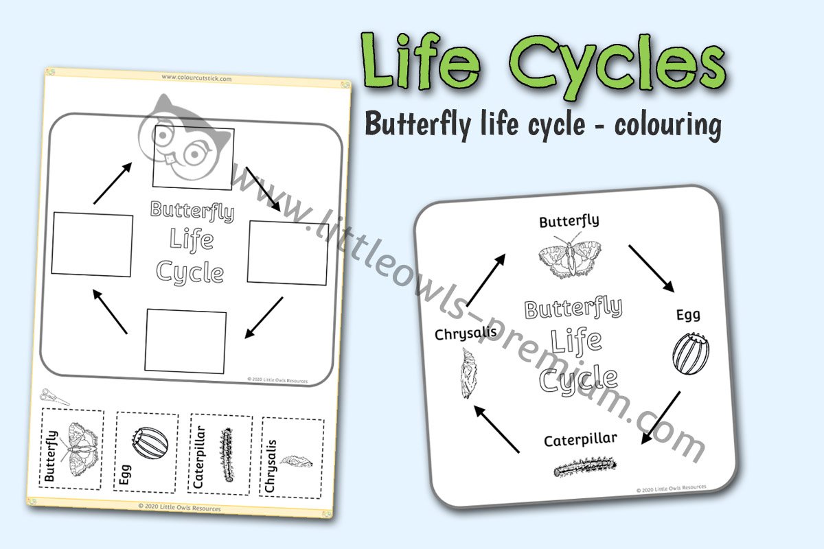 BUTTERFLY LIFE CYCLE COLOURING POSTER AND ACTIVITY