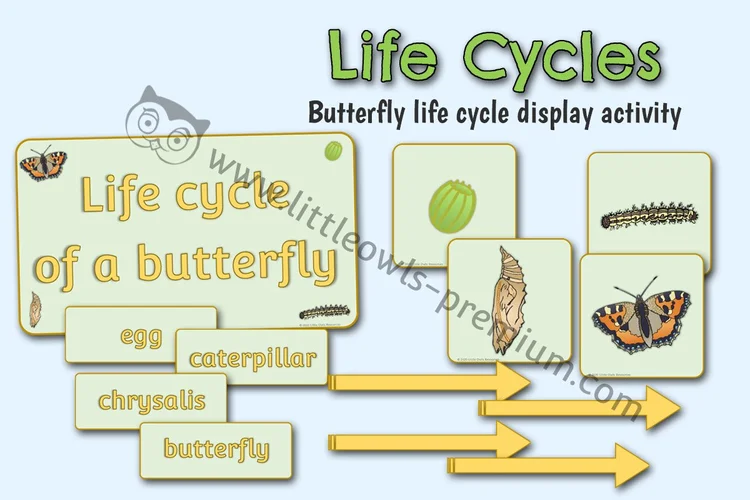 Butterfly Life Cycle — Display & Activity Visuals — resource cover