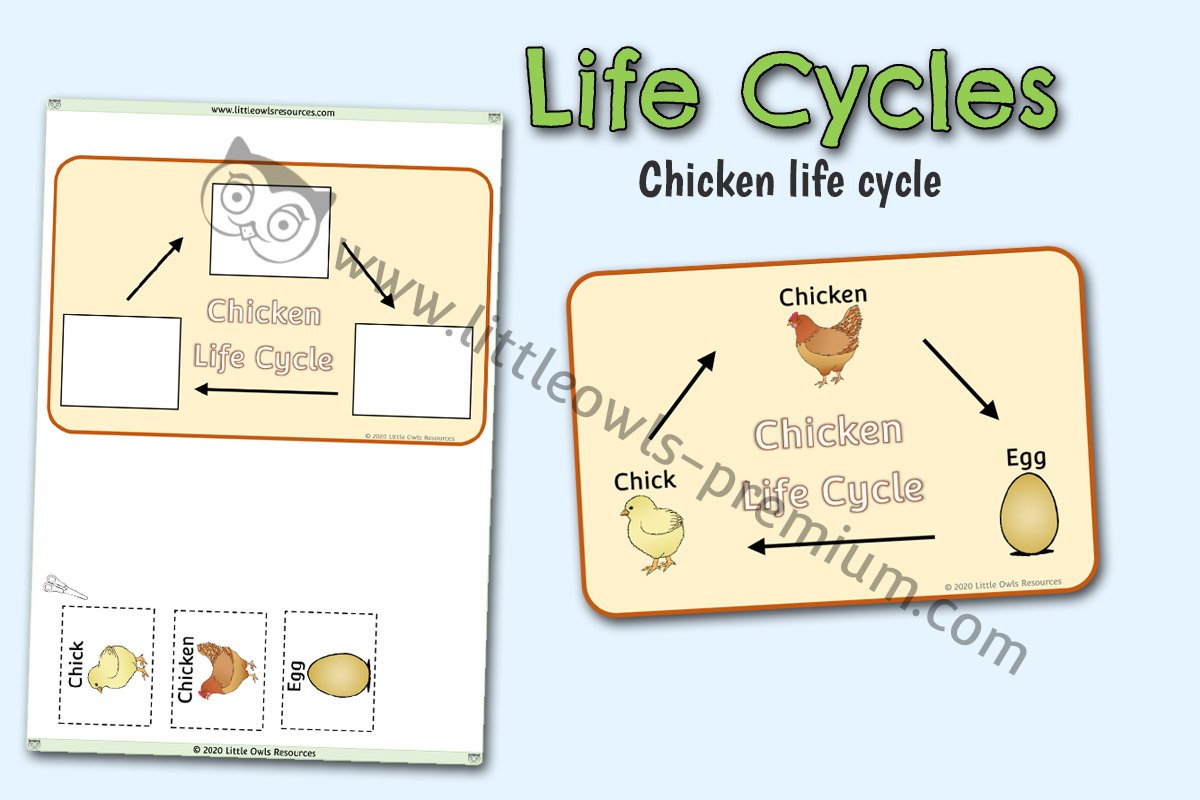 CHICKEN LIFE CYCLE POSTER AND ACTIVITY