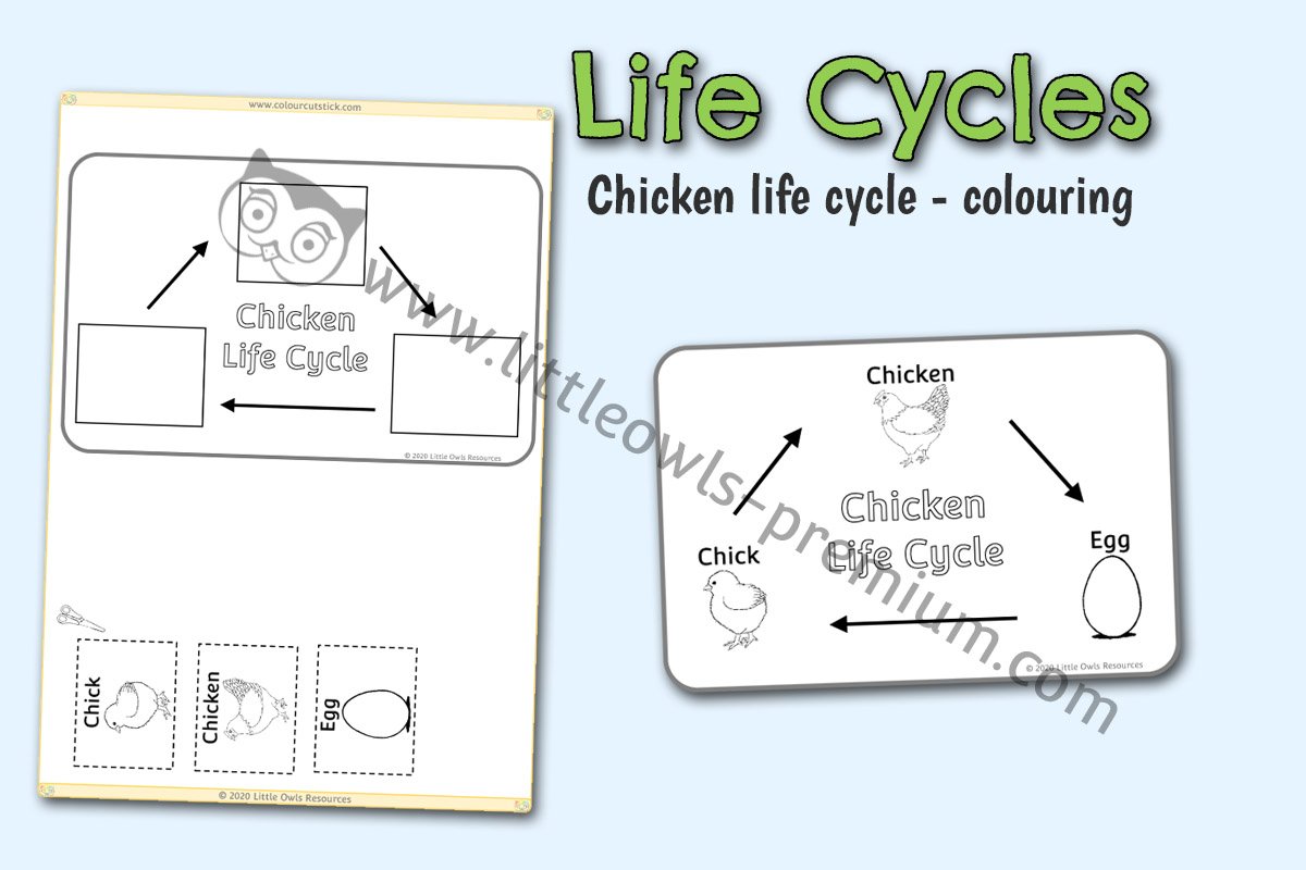 CHICKEN LIFE CYCLE COLOURING POSTER AND ACTIVITY