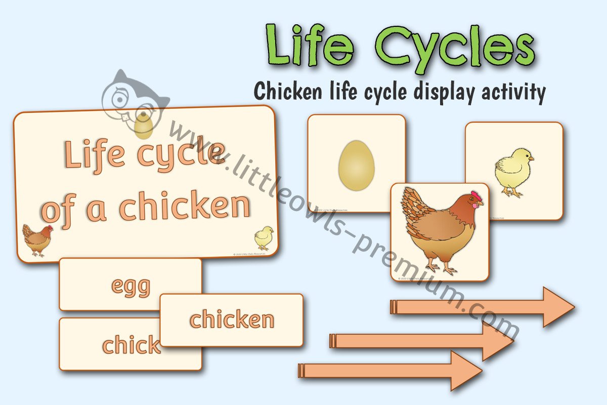 CHICKEN LIFE CYCLE DISPLAY/ACTIVITY VISUALS
