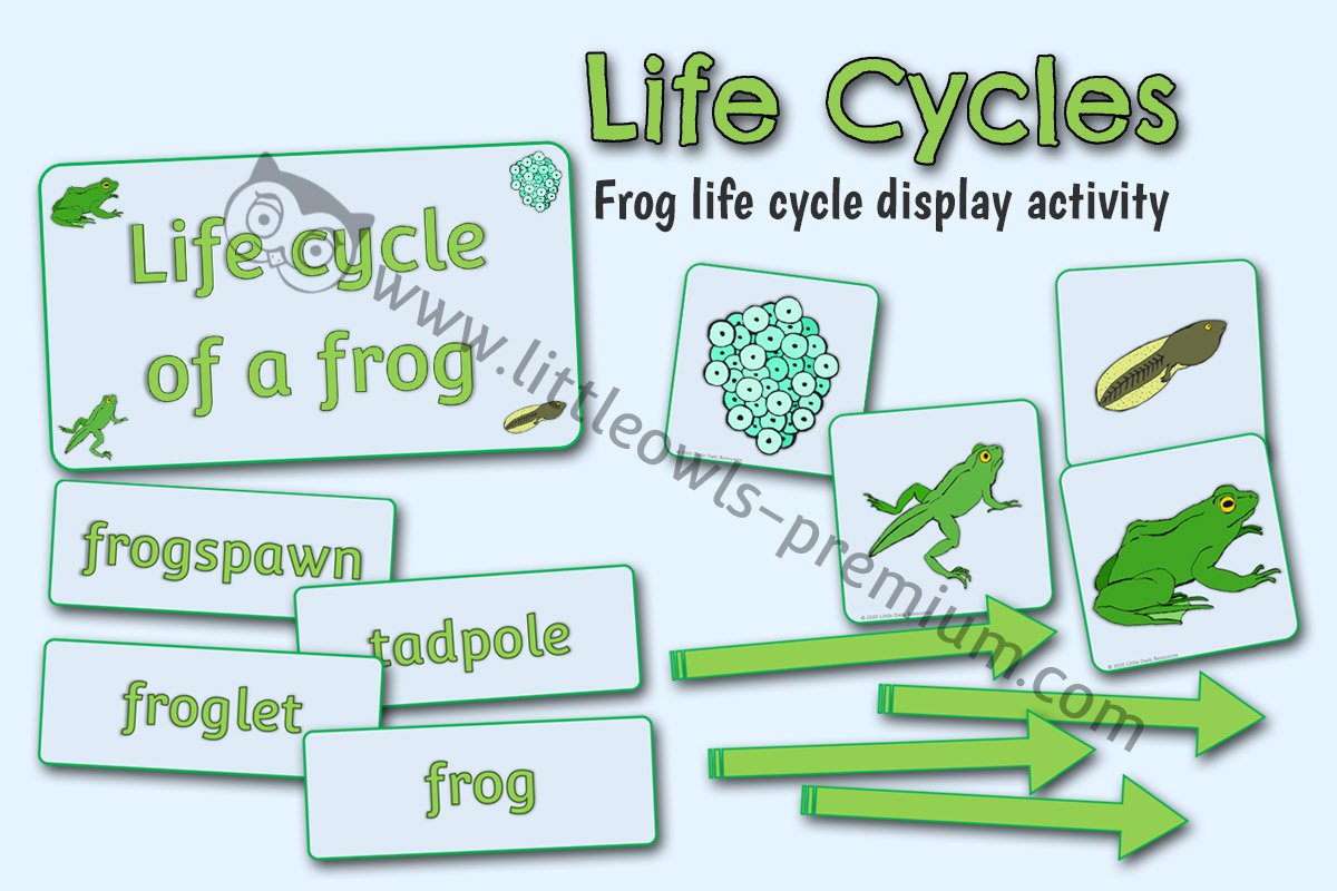 FROG LIFE CYCLE DISPLAY/ACTIVITY VISUALS