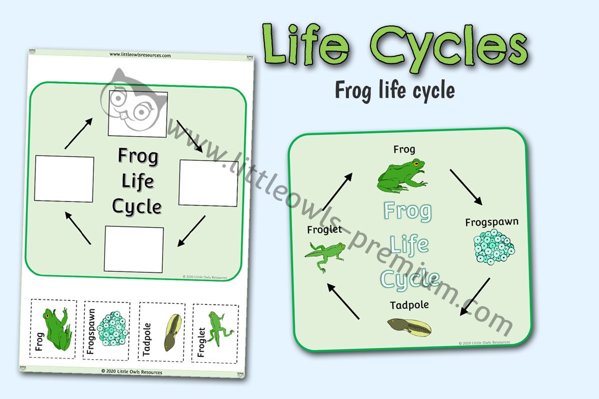 FROG LIFE CYCLE POSTER AND ACTIVITY