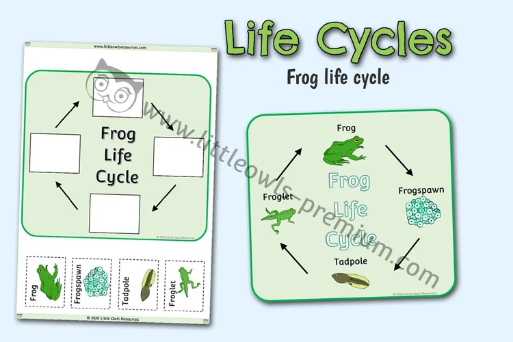 Frog Life Cycle — Poster & Activity — resource cover