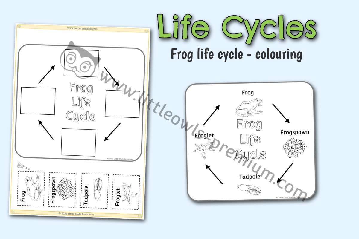 FROG LIFE CYCLE COLOURING POSTER AND ACTIVITY