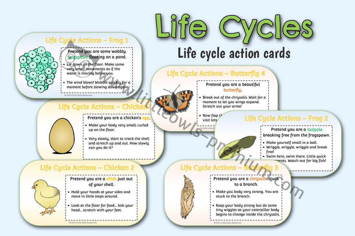 LIFE CYCLE MOVEMENT/ACTION CARDS