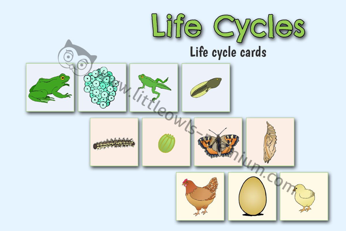 LIFE CYCLE CARDS
