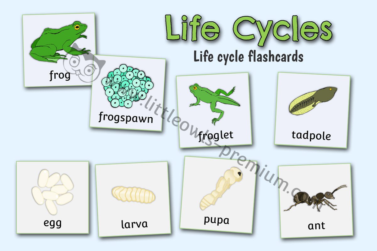 LIFE CYCLE FLASHCARDS - BUTTERFLY, FROG, CHICKEN, ANT & PLANT