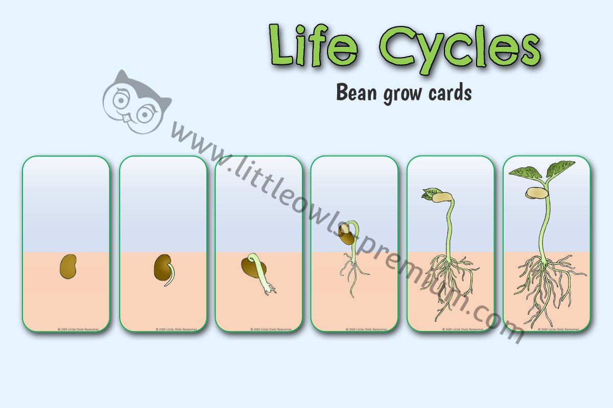 BEAN GROWTH CARDS