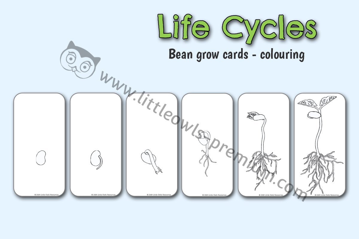 BEAN GROWTH CARDS - COLOURING