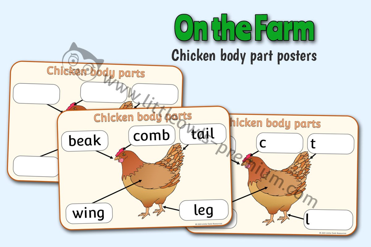 CHICKEN BODY PARTS - POSTER & WRITING SHEETS 