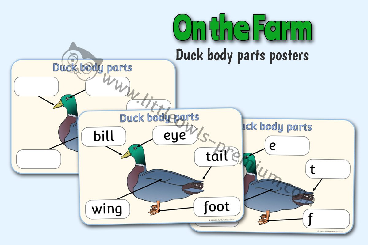 DUCK BODY PARTS - POSTER & WRITING SHEETS