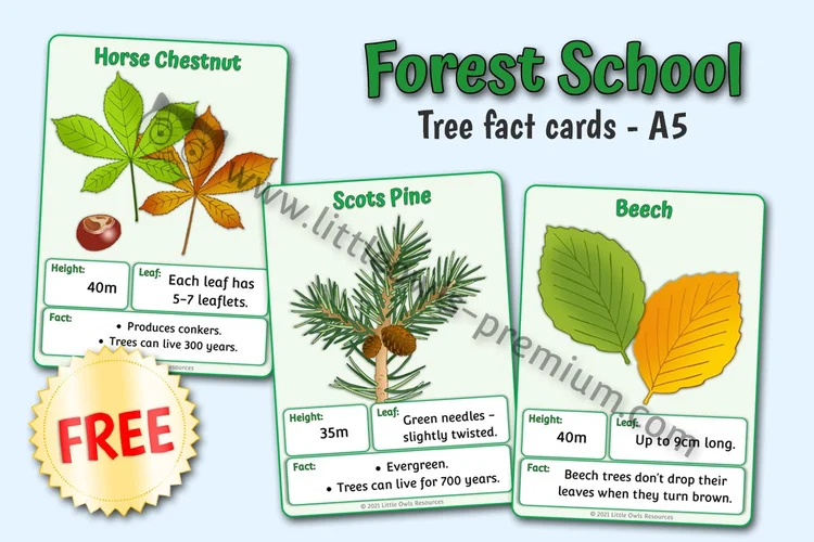 Woodland Trees Fact Cards (A5) — Free Access resource cover