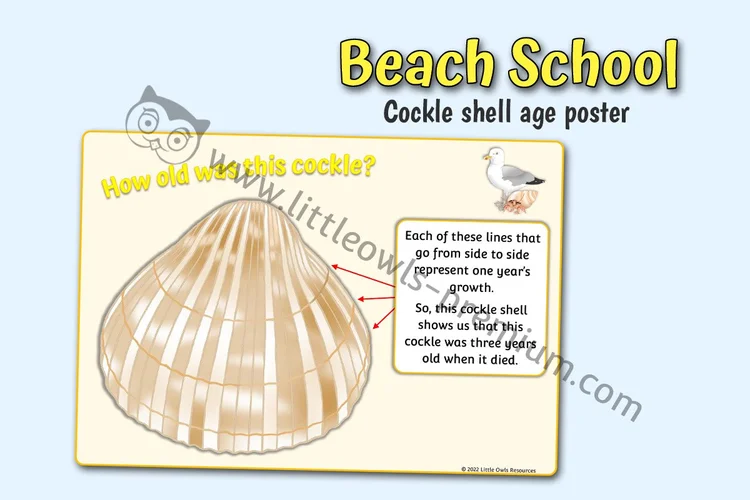 Beach — Cockle Shell Age Poster cover