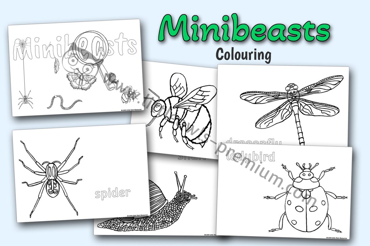 MINIBEASTS COLOURING