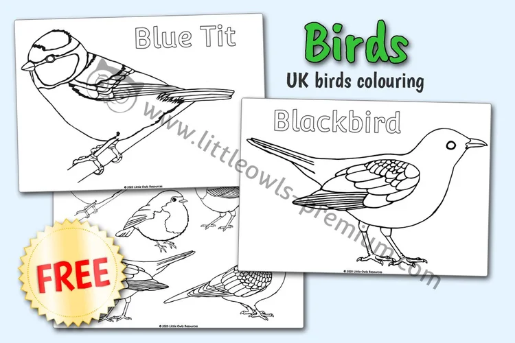 UK Garden Birds Colouring — resource cover