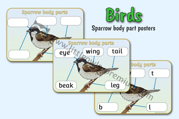 Sparrow Body Parts — Poster & Writing Sheets — resource cover
