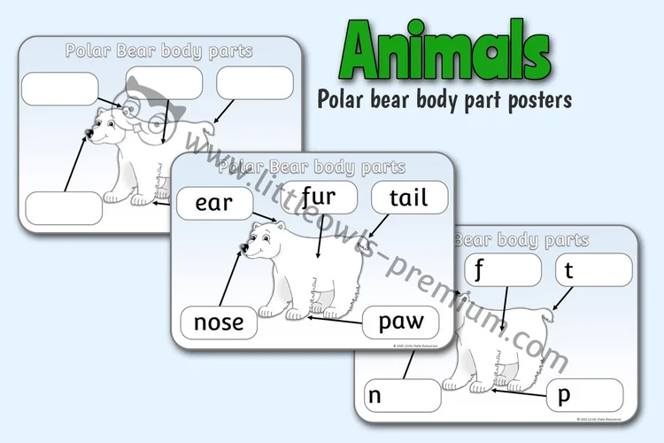 Polar Bear Body Parts — Poster & Writing Sheets — resource cover