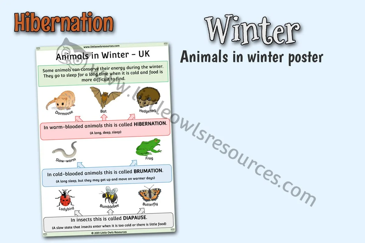 ANIMALS IN WINTER UK HIBERNATION POSTER