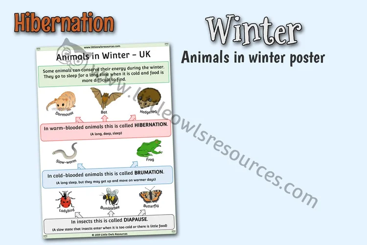 Animals in Winter — UK Hibernation Poster — resource cover