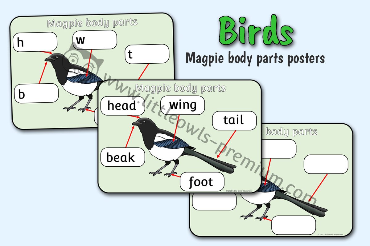 Magpie Body Parts Posters - Editable Cover.jpg