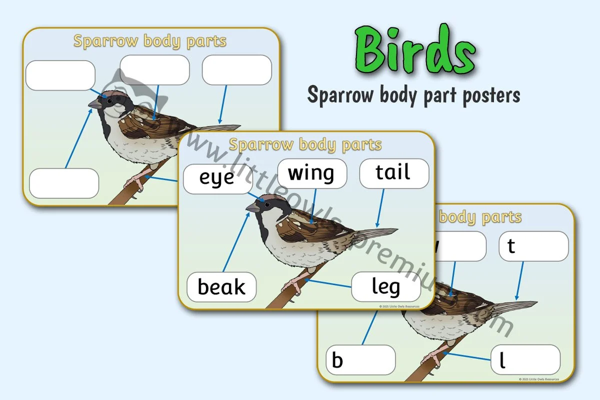 Sparrow Body Parts Posters - Editable Cover.jpg