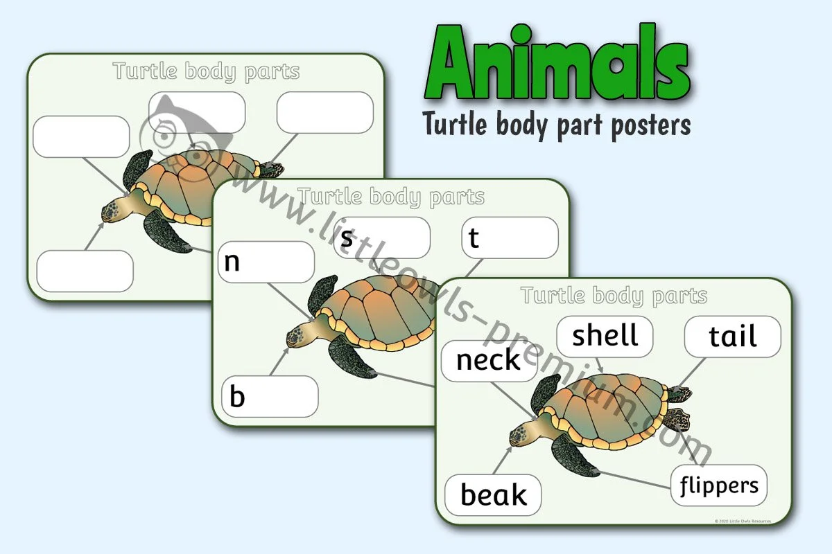 Turtle Body Parts Posters - Editable Cover.jpg