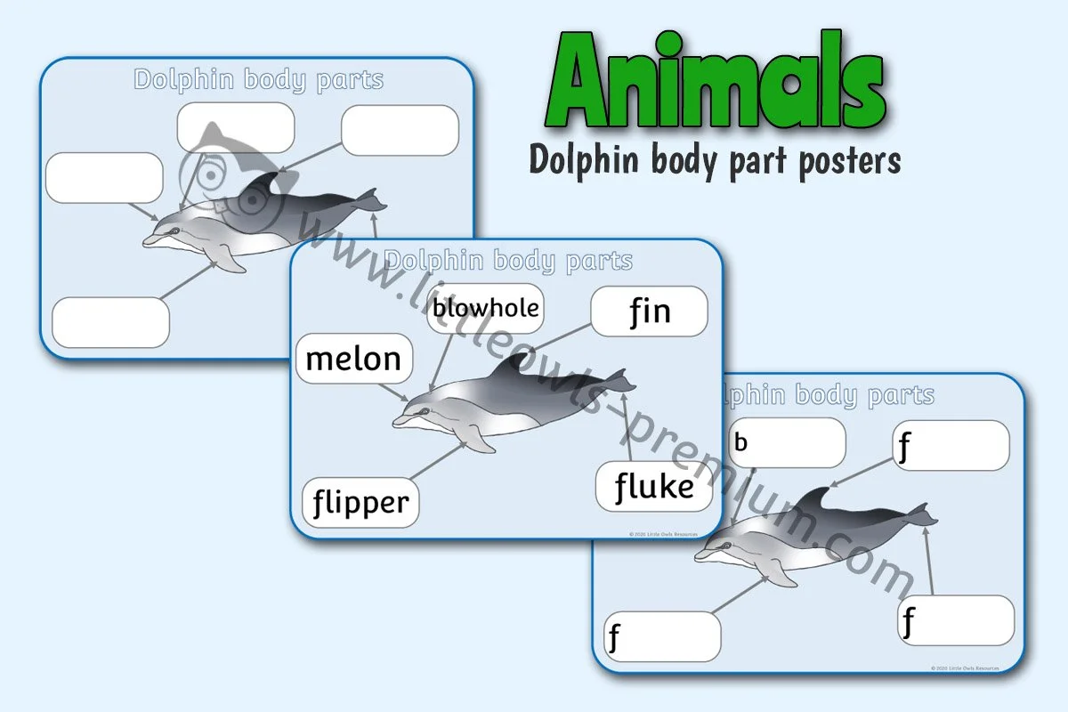 Dolphin Body Parts Posters - Editable Cover.jpg