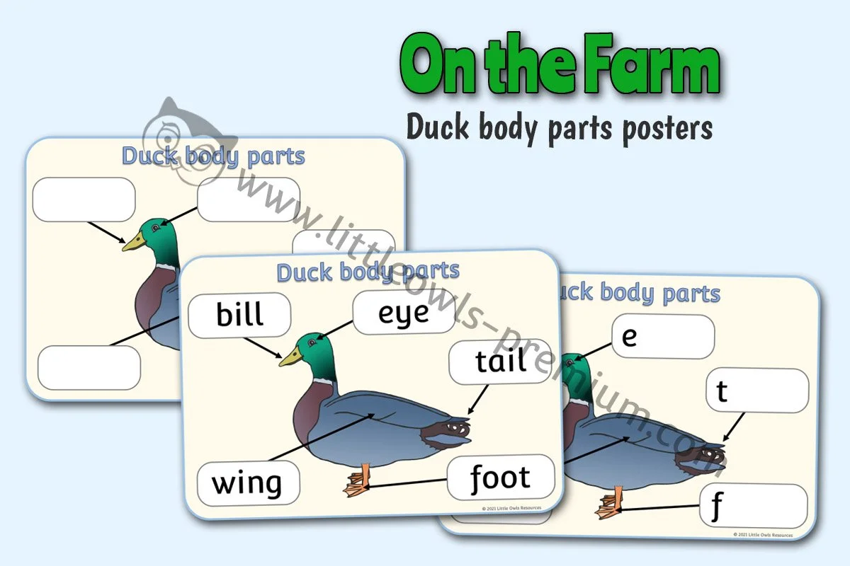 Duck Body Parts Posters - Editable Cover.jpg
