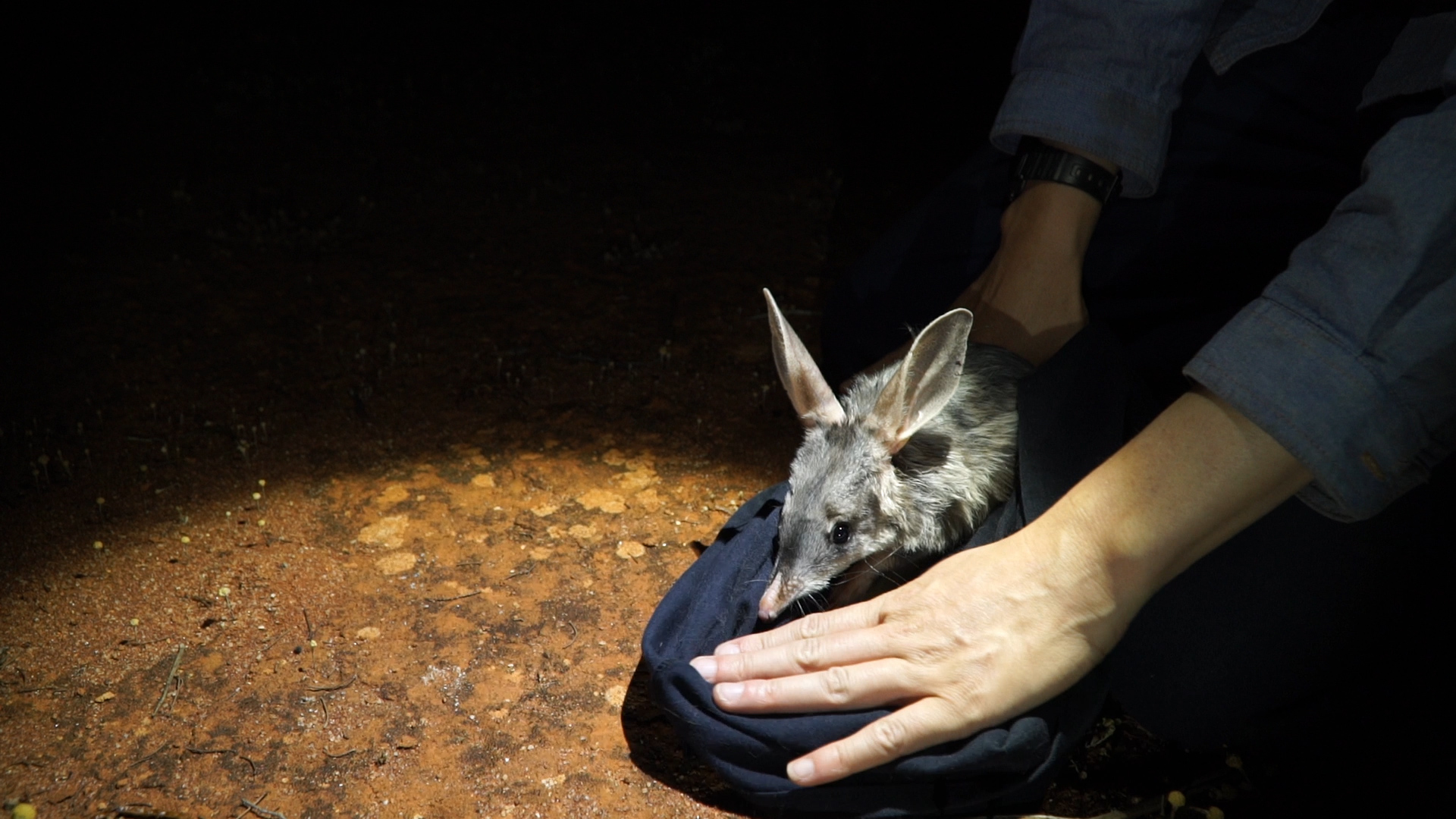 bilby release pilliga by AWC easter bilbies by Wildlife Conservation Co.jpg