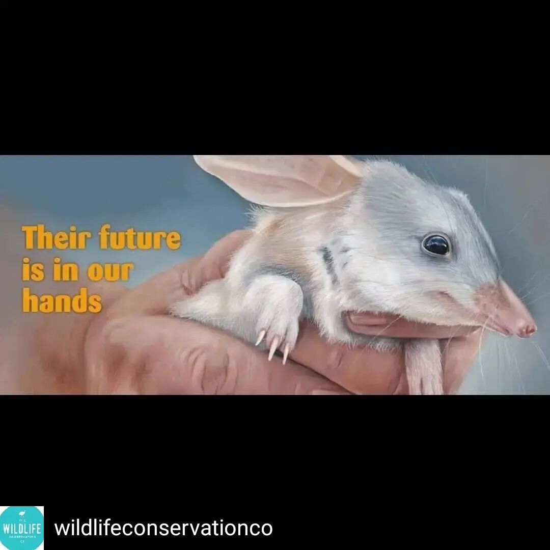 Bilbies are such precious creatures. A donation to @savethebilbyfund makes a huge difference. They are doing important conservation work in Queensland to help secure a future for these iconic Australian animals.

Image from Save the Bilby Fund
Repost