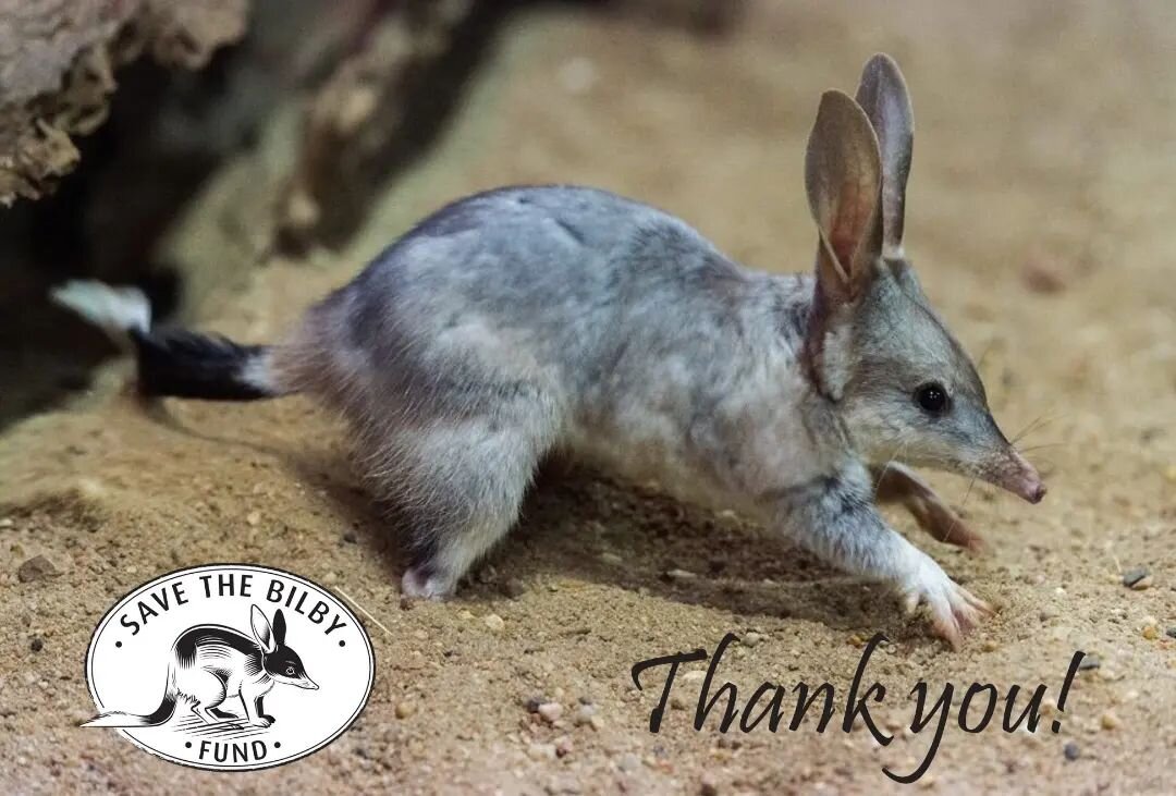 We were happy to donate $1,700 to @savethebilbyfund this year! 

Thanks so much for your support! 💕

#bilbyconservation
#savethebilby
#savethebilbyfund #easterbilby #welovebilbies @wildlifeconservationco