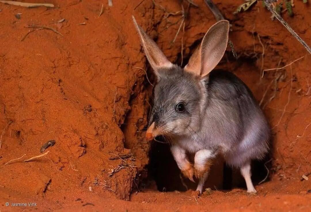 National Bilby Day 2022 
We believe bilbies are worth fighting for 💕
.
.
Perfectly explained below by @savethebilbyfund

&quot;The bilby is the only Australian animal with an official gazetted day of celebration! This is because the bilby is so incr