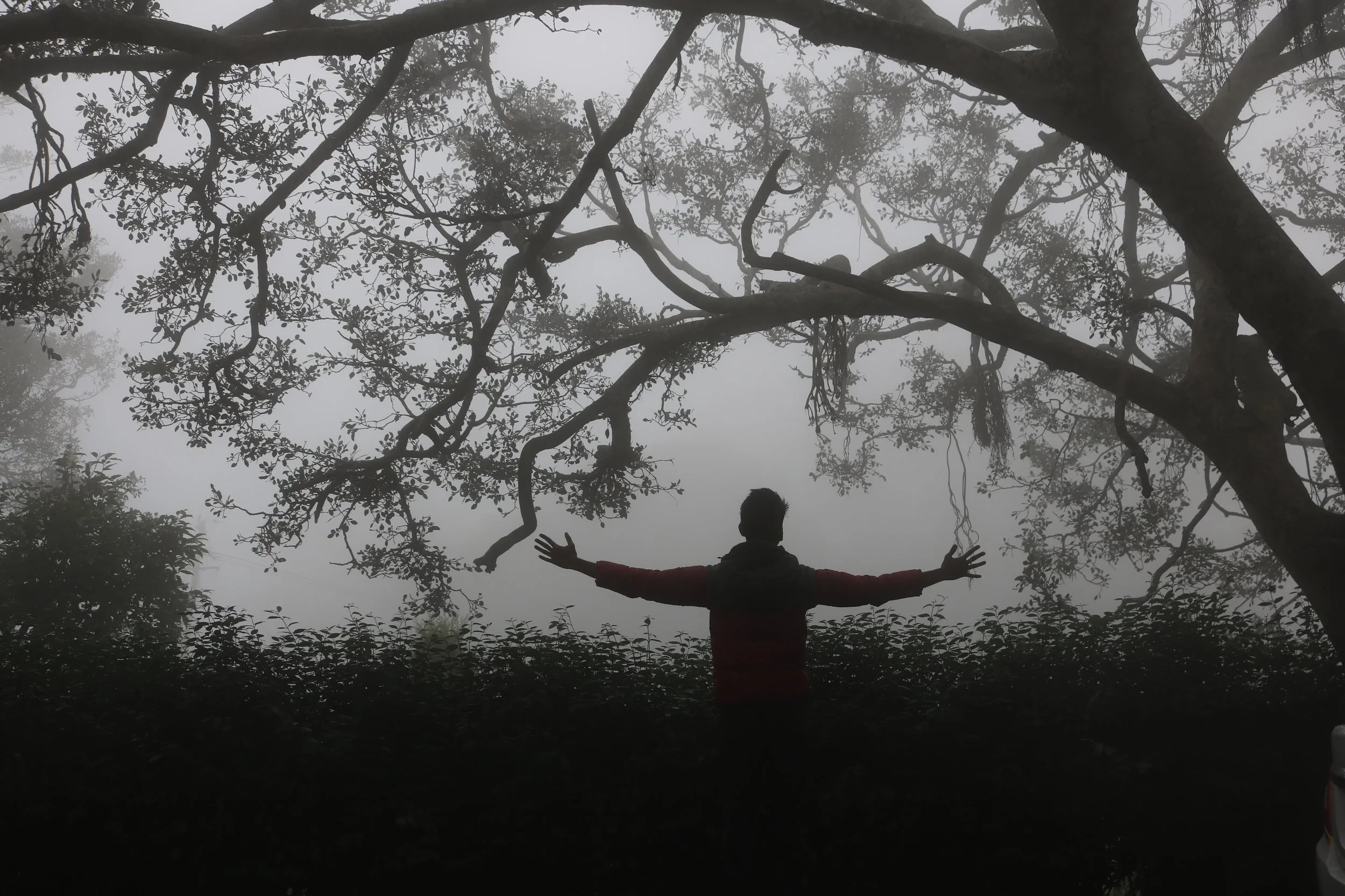 Coming Out of the Fog