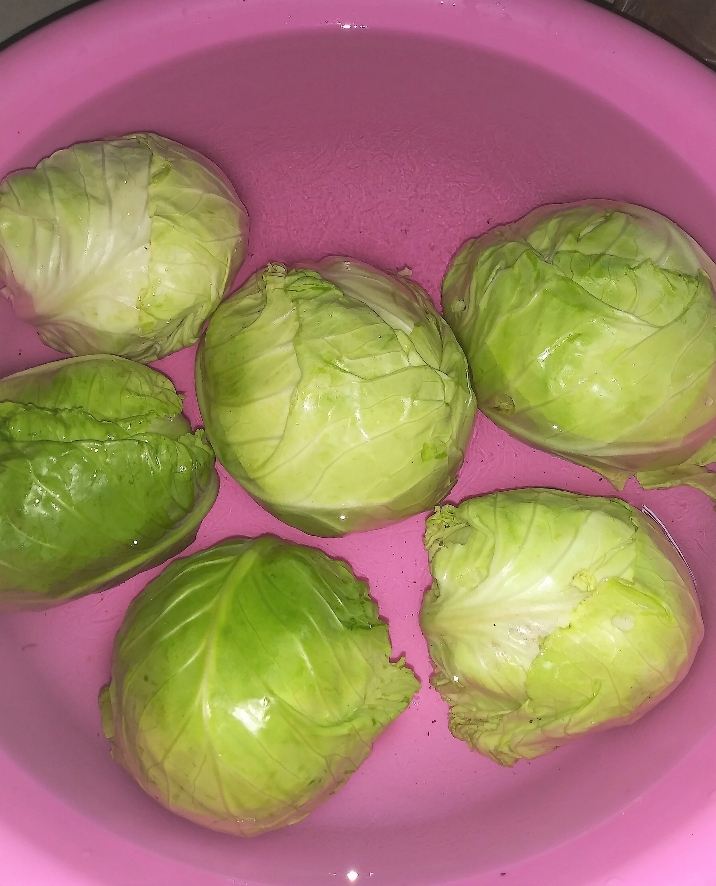 cabbages from the garden.jpg
