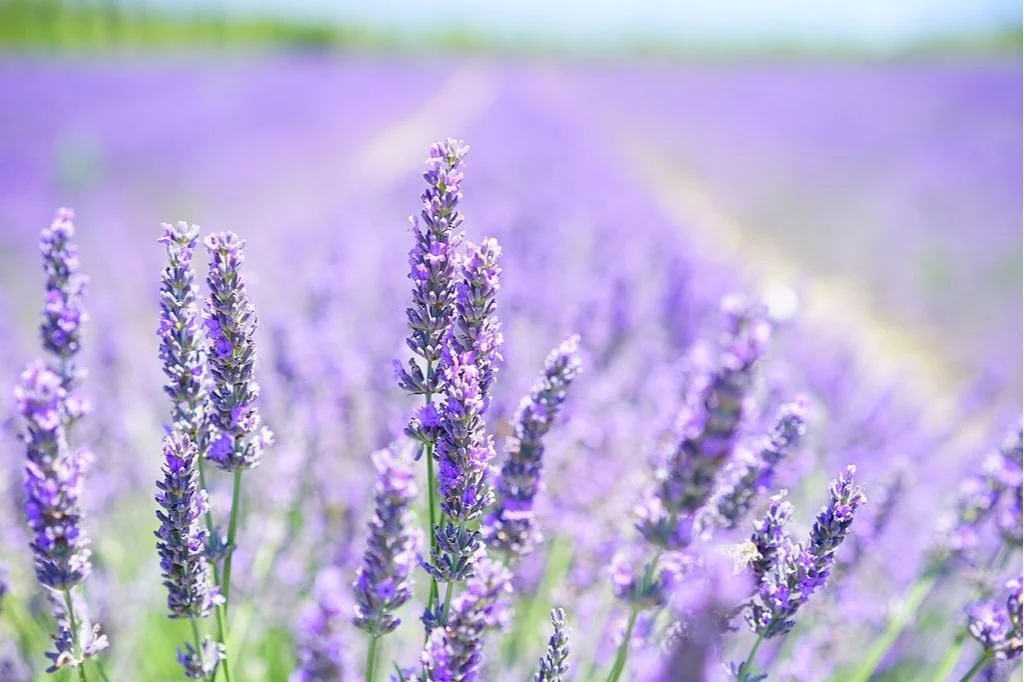 lavendar+fields.jpg