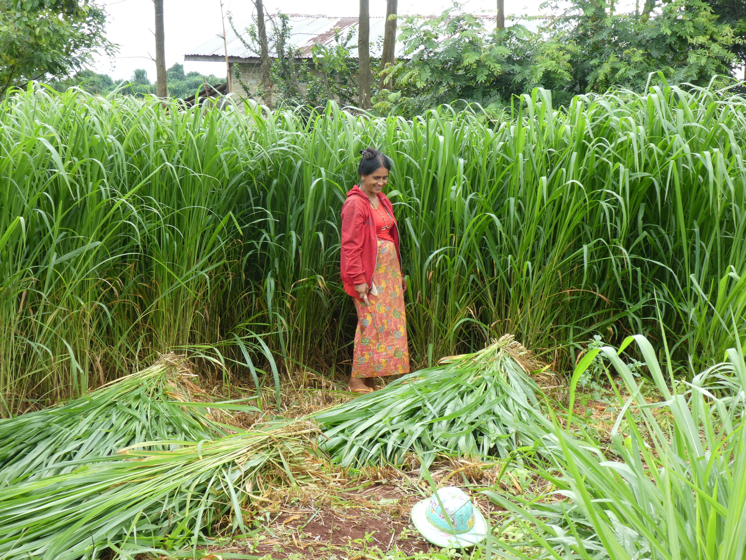 A farmer harvesting her new stand of Mombasa grass